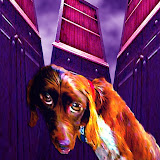 Empty Chapels, K.M. Newton, 2003  Medium: digital print   Dimensions: 28 inches by 36 inches   Number of Prints to Date: 05 of 50  Statement: It seems to me that a dogs place of worship is the food pantry.