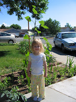 At the end of June, sunflower is over six feet, still growing.