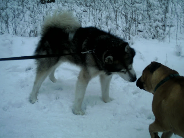 BILD0245.JPG