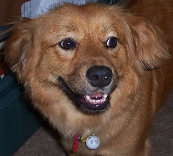 Our House Dog - Should See How she Does on a ride