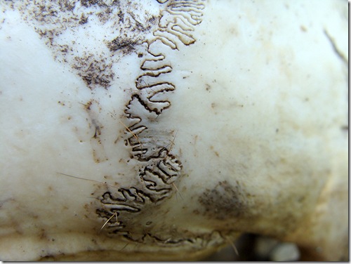 skull sutures skull sutures