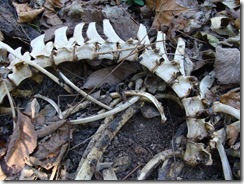 deer vertebrae deer vertebrae