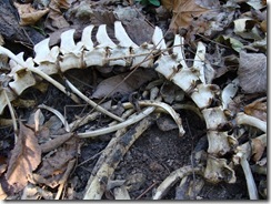 deer vertebrae