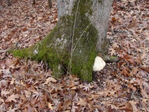 Bearded Tooth mushroom on tree base Bearded Tooth mushroom on tree base