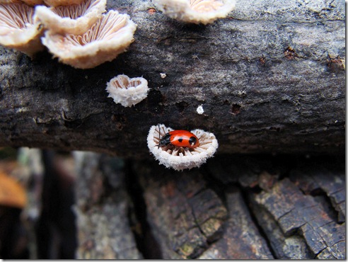 Common split gill with beetle