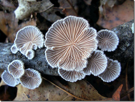 Schizophyllum commune Schizophyllum commune