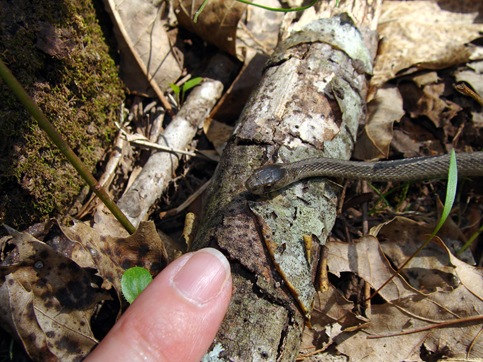 tiny snake with finger tiny snake with finger