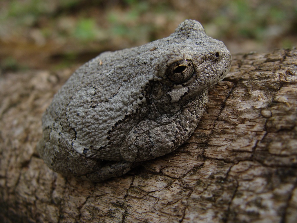 [Gray tree frog[5].jpg]
