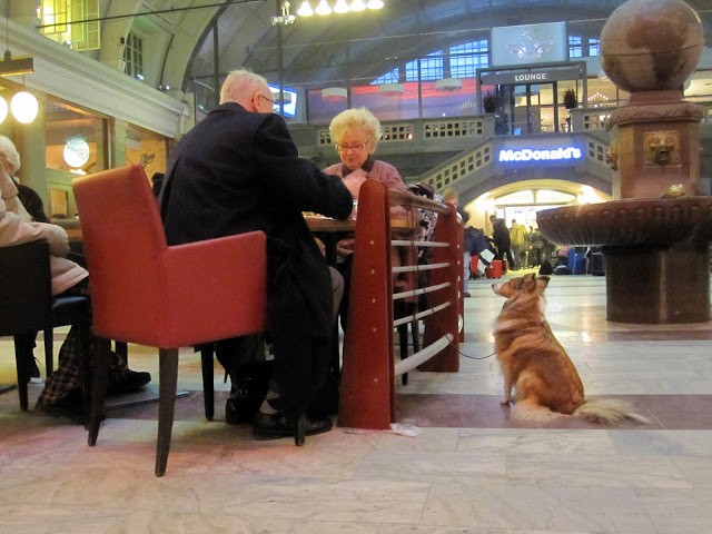 Väluppfostrad hund