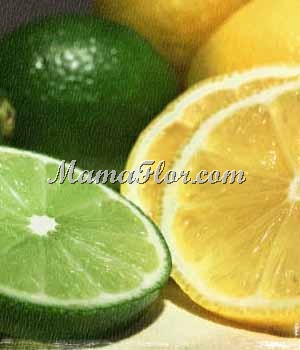 [limones[2].jpg]
