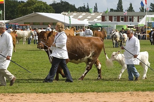 [Royal Show[4].jpg]