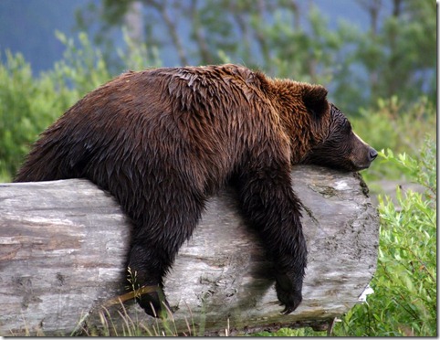 Blog - Grizzly Bear3