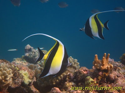 Moorish Idol - Fish on the Reef