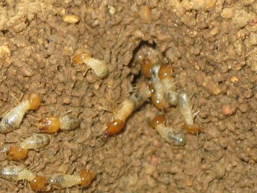 Termites Seating