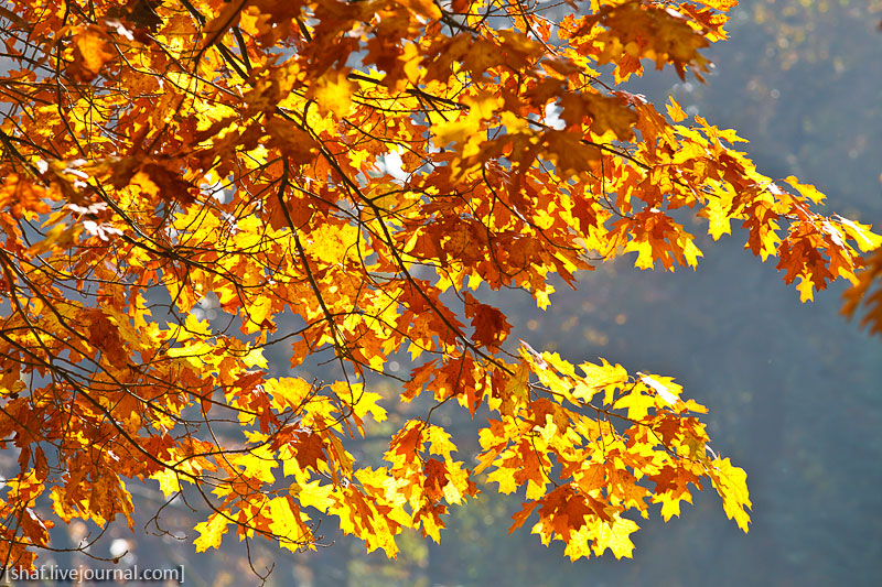 Золотая осень в Конопиштcком парке