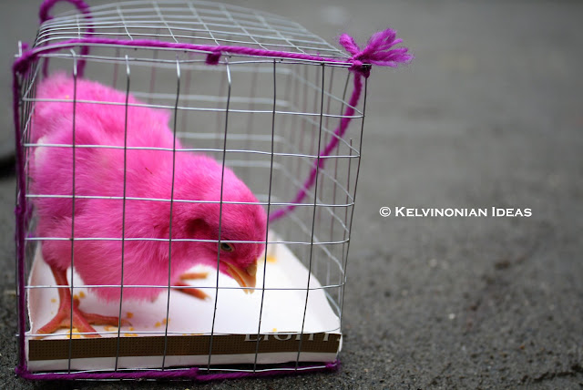 Random Shots | Photo by: Kelvin Servigon Pink chick. Pretty right?