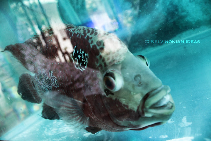 Flowerhorn | Photo by: Kelvin Servigon Flowerhorn | Photo by: Kelvin Servigon