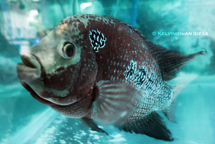 Flowerhorn | Photo by: Kelvin Servigon Flowerhorn | Photo by: Kelvin Servigon