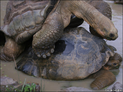Tartarugas em Zoo de Londres