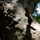 IMG_3858.jpg
