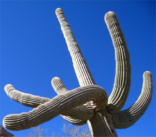 [cactus5.jpg]