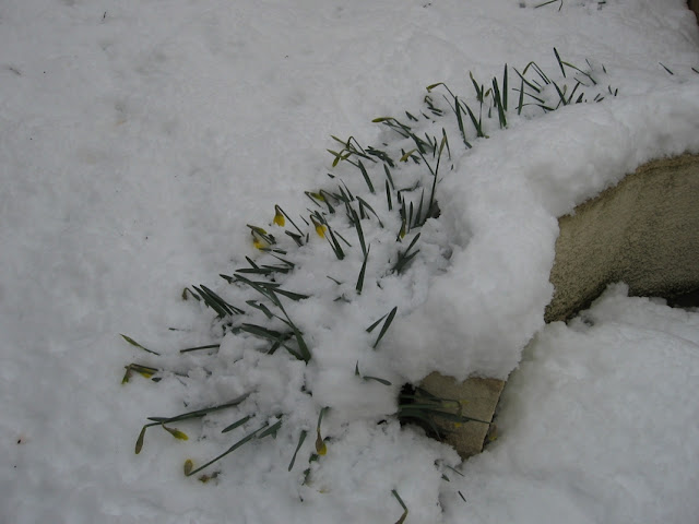 photo%20neige%208%20mars%202010%20arbre%20en%20fleur%20%282%29.jpg