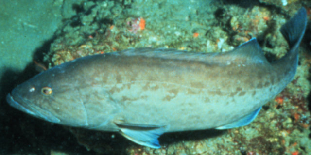Badejo de areia