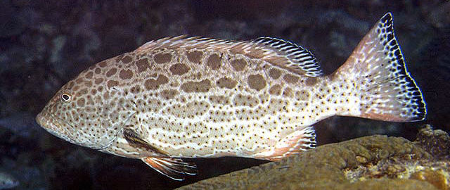 Badejo ferro