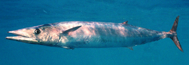 Cavala