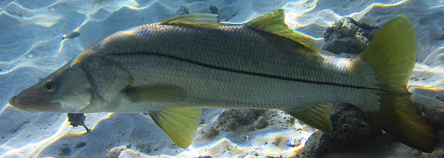 Robalo verdadeiro