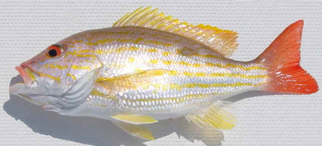 Ariocó