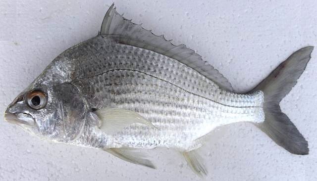 Carapeba