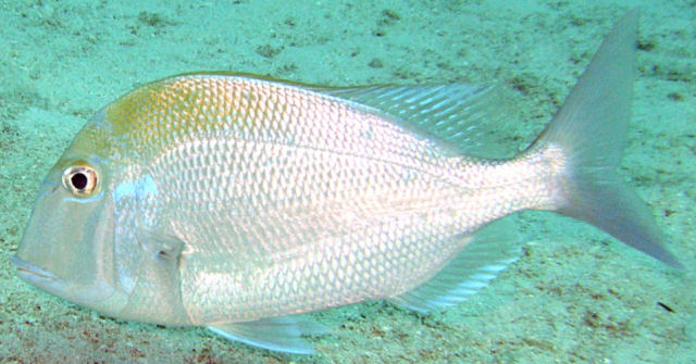 Peixe pena amarelo