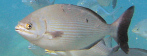 pirangica