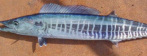 Cavala aipim