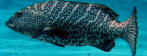 badejo tigre