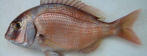 Pargo rosa