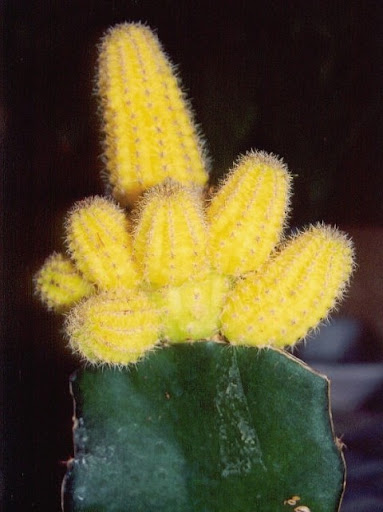 Aula de como criar Sementes e plantar Cacto D'niz Cactus+amarelo