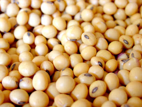 25 Foods Women Should Eat to Defy Aging Process anti aging food, soybean