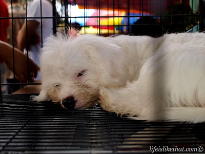 Gaya Street Sunday Market picture sabah escapade  photo