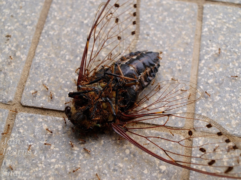 cicada, ant, photography