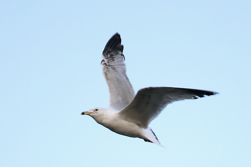 IMAGE: http://lh3.ggpht.com/_pI858HPu_js/SeauAkL6tWI/AAAAAAAAEmk/Kp9UR8A5FUY/s800/IMG_2792_web.JPG