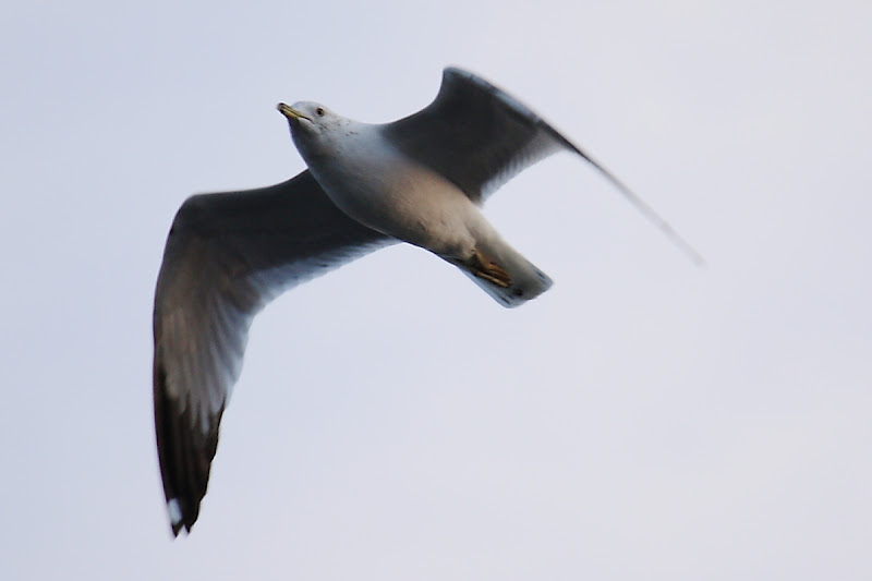 IMAGE: http://lh3.ggpht.com/_pI858HPu_js/SeauCbCXf-I/AAAAAAAAEm8/DTt0DZaWWxE/s800/IMG_2800_web.JPG