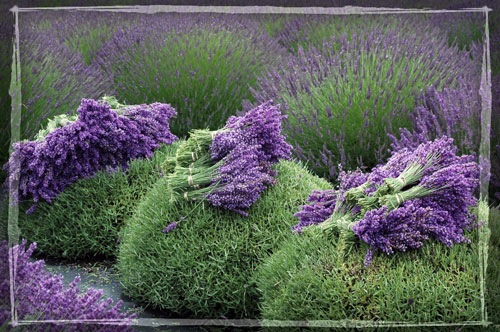 [lavender-harvest[5].jpg]