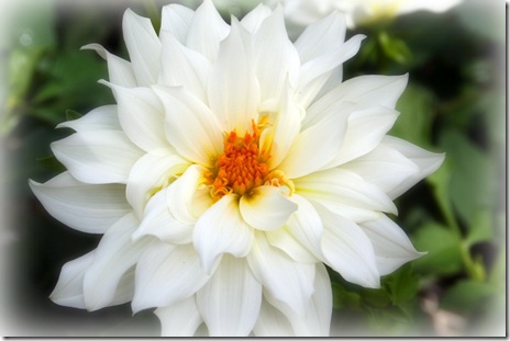Beautiful-white-flower2