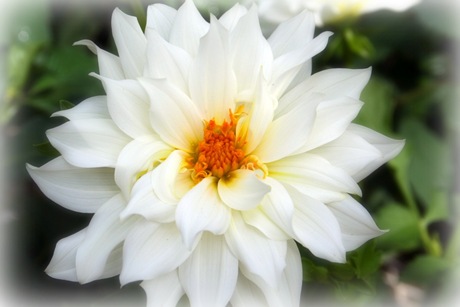 [Beautiful-white-flower2[3].jpg]
