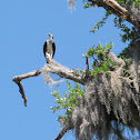 Osprey