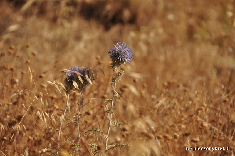 DSC_0409.JPG