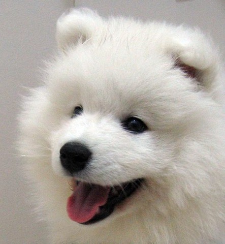 [samojed-9[5].jpg]