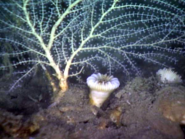 This image of Callogorgia coral with a solitary cup coral is from video footage of the last ROV dive at Mississippi Canyon. Image courtesy of University of Alabama and NOAA OE. via oceanexplorer.noaa.gov